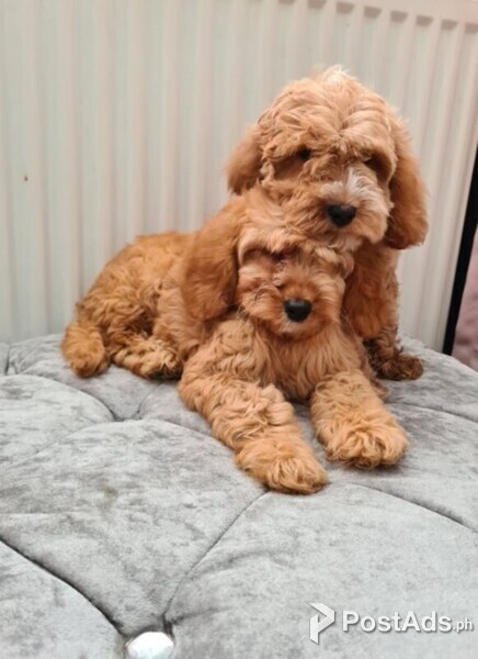 F1 cavapoo puppies