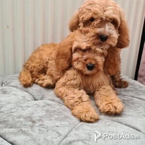 F1 cavapoo puppies | PostAds PH