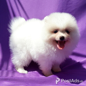 Cute Pomeranian puppies | PostAds PH