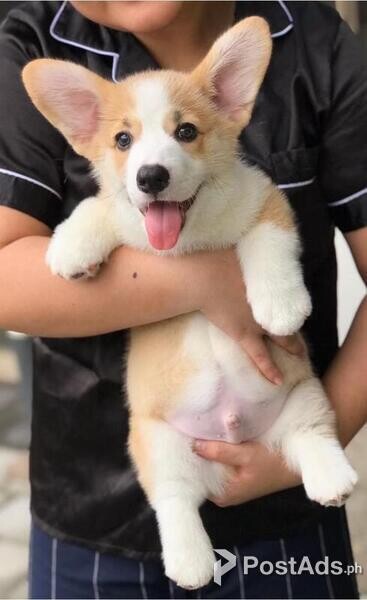 Welsh Corgi Puppies for sale 