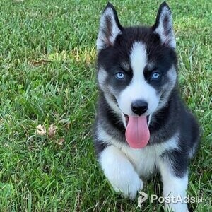 siberian husky for sale | PostAds PH