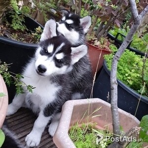 Blue eyes Siberian husky | PostAds PH