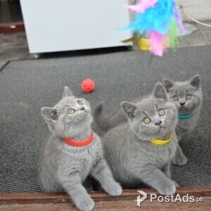 adorable kittens needs new parents for adoption | PostAds PH