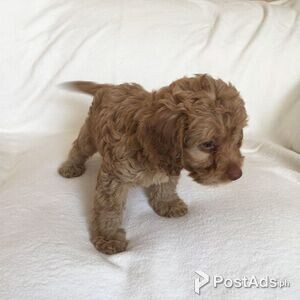 Playful Cockapoo puppies available | PostAds PH