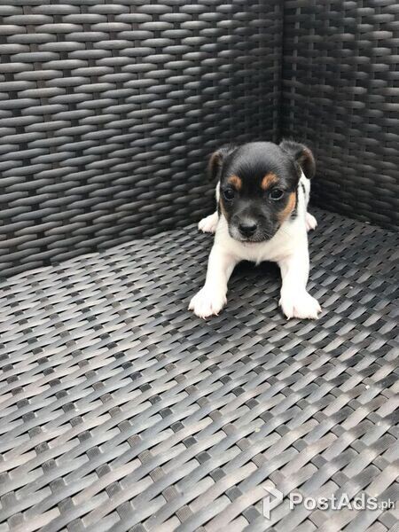 Jack Russell puppies for sale