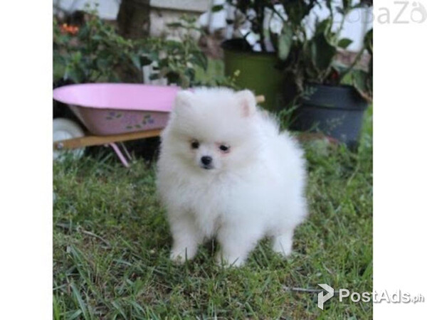 Pomeranian puppies for sale.