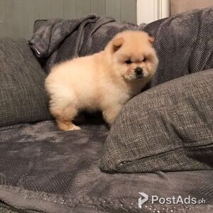 Adorable active Chow Chow puppies | PostAds PH