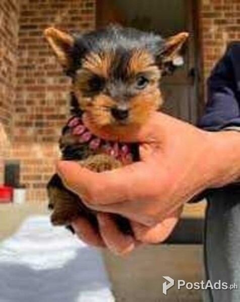 Adorable Trained Yorkie Puppies-