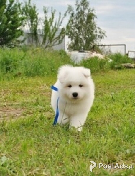 Pedigree Samoyed Pups