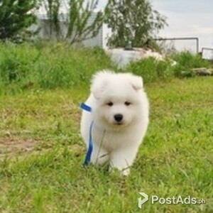 Pedigree Samoyed Pups | PostAds PH