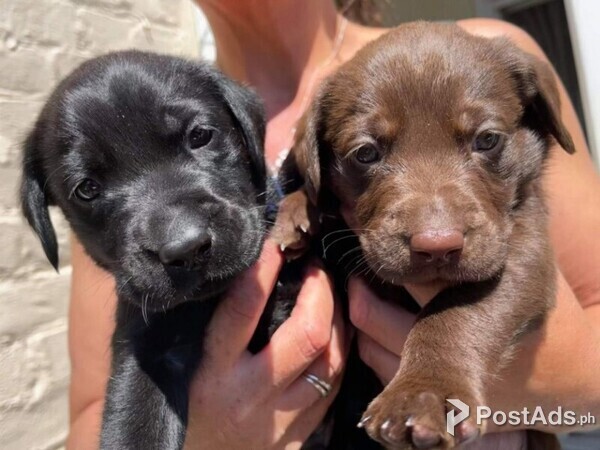 Black Labrador puppies