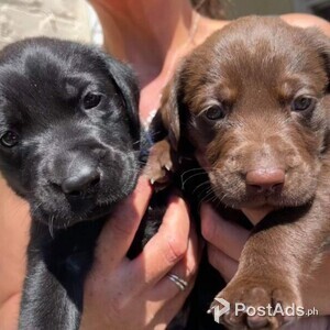 Black Labrador puppies | PostAds PH