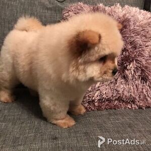 chow chow puppies for Sale- | PostAds PH