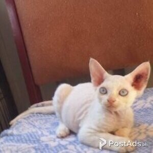 Playful Male and female Devon Rex Kittens | PostAds PH