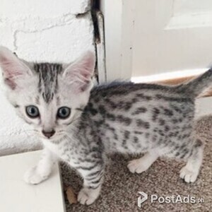 Lovely male and female Egyptian mau kittens | PostAds PH
