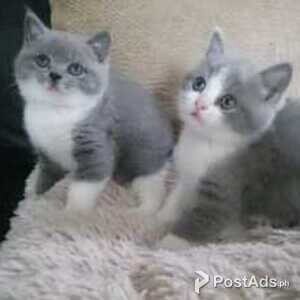British Shorthair Kittens | PostAds PH