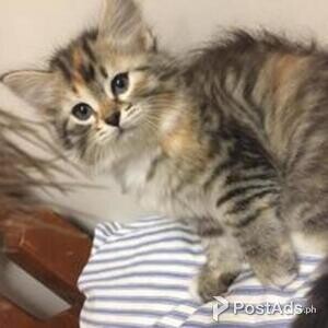 Siberian forest Kitten | PostAds PH