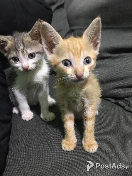 Bengal kittens