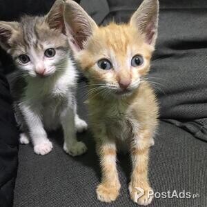 Bengal kittens | PostAds PH