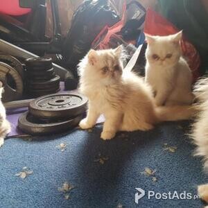 Persian Chinchilla Persian Kittens | PostAds PH