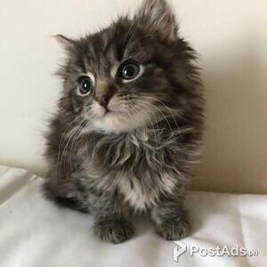 Beautiful Maine Coon Kittens | PostAds PH