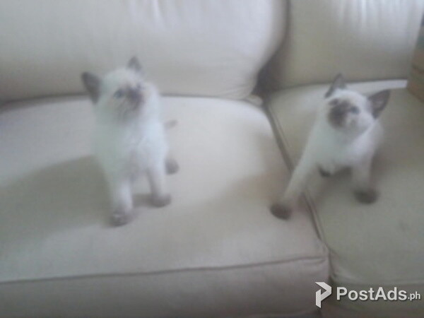 Tonkinese kittens 