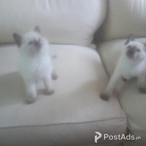 Tonkinese kittens | PostAds PH