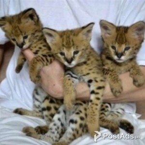 Affectionate Savannah kittens | PostAds PH