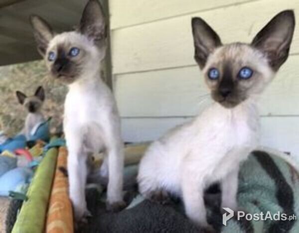 Lovely Siamese Kittens