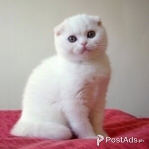 Registered Scottish Fold Kittens | PostAds PH