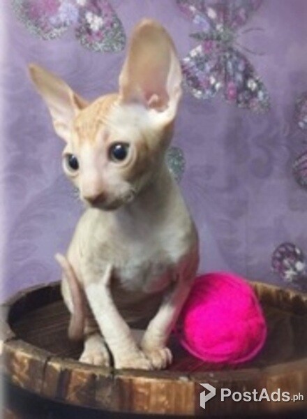 Cornish Rex Kittens