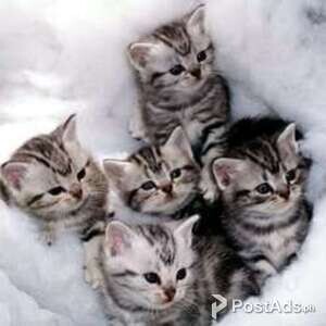 Beautiful American Shorthair Kitten | PostAds PH