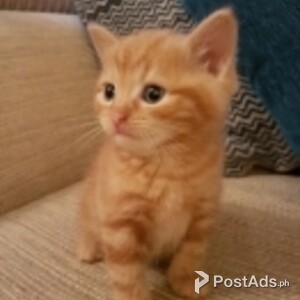 Beautiful Litter Of Asian Kittens | PostAds PH