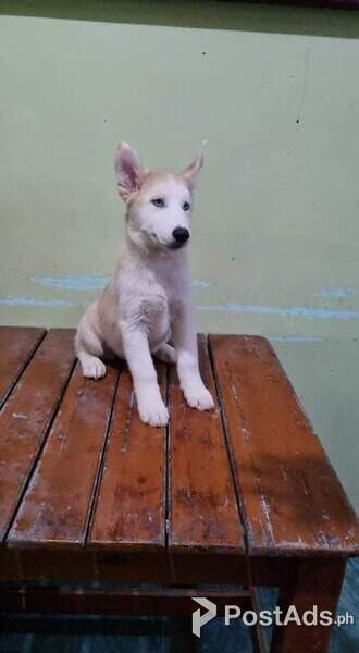 Pure Siberian Husky