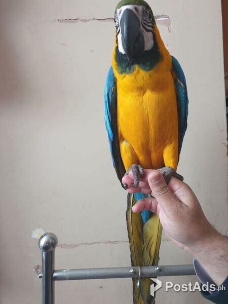 Beautiful Blue And Gold Macaw