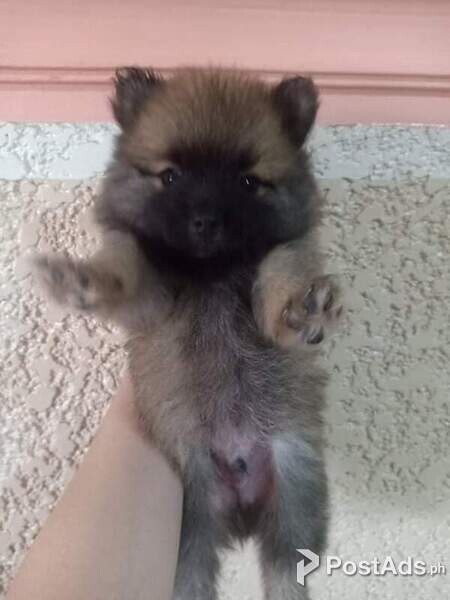 Pomeranian puppies for sale