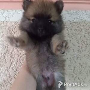 Pomeranian puppies for sale | PostAds PH