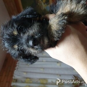 mini schnauzer x biewer terrier | PostAds PH