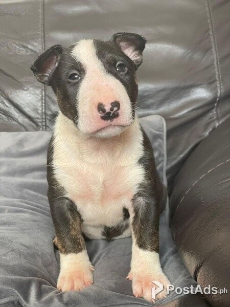 Amazing Bull-terrier puppies.