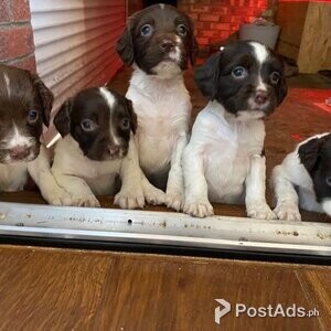 pedigree English springer spaniel puppies | PostAds PH