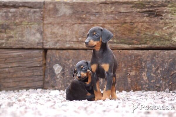 I have Doberman Puppies for Sale