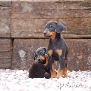 I have Doberman Puppies for Sale | PostAds PH