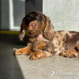 Cute Dachshund puppies For Sale | PostAds PH