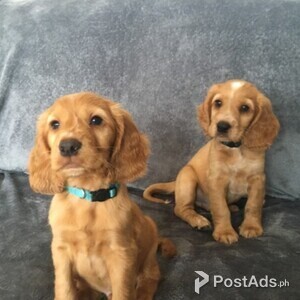 Registered cocker Spaniel puppies for sale | PostAds PH