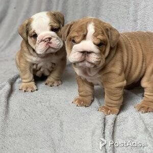 Super adorable English Bulldog puppies. | PostAds PH
