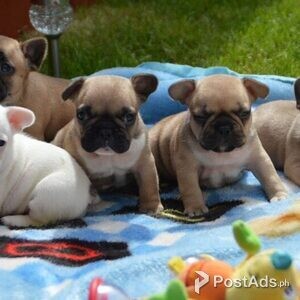 French Bulldog puppies .for sale | PostAds PH