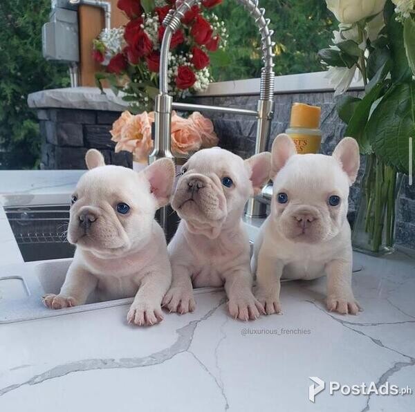 Well Trained French Bulldog. Puppies