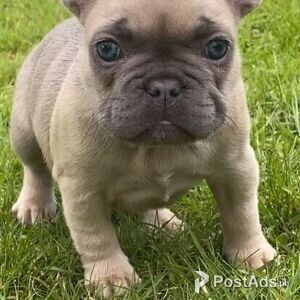 0French Bulldog Puppies for Sale | PostAds PH