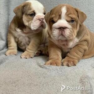 English Bulldog puppies for sale | PostAds PH