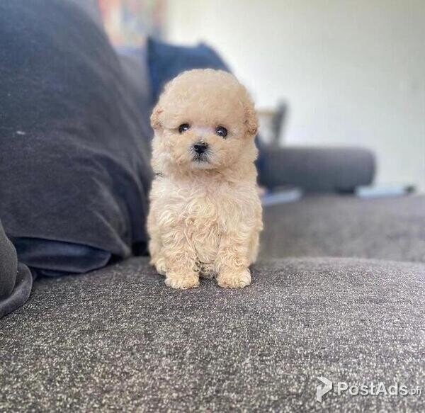 ,Cute Poodle Puppies for Sale